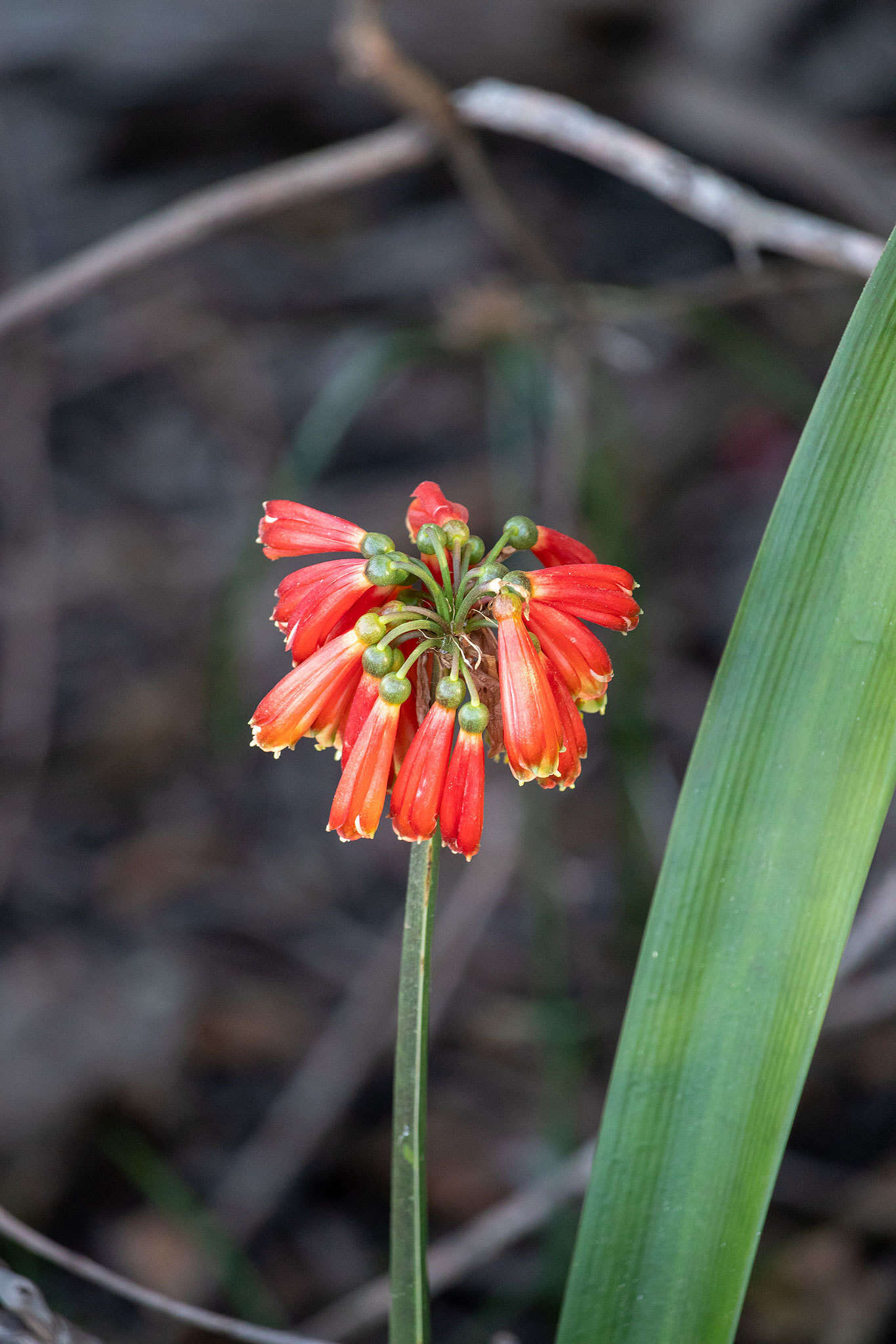 Image of Clivia nobilis Lindl.