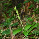 Image of Liparis sootenzanensis Fukuy.