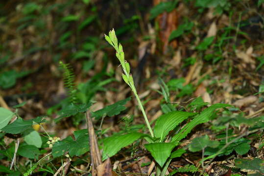 Image de Liparis sootenzanensis Fukuy.