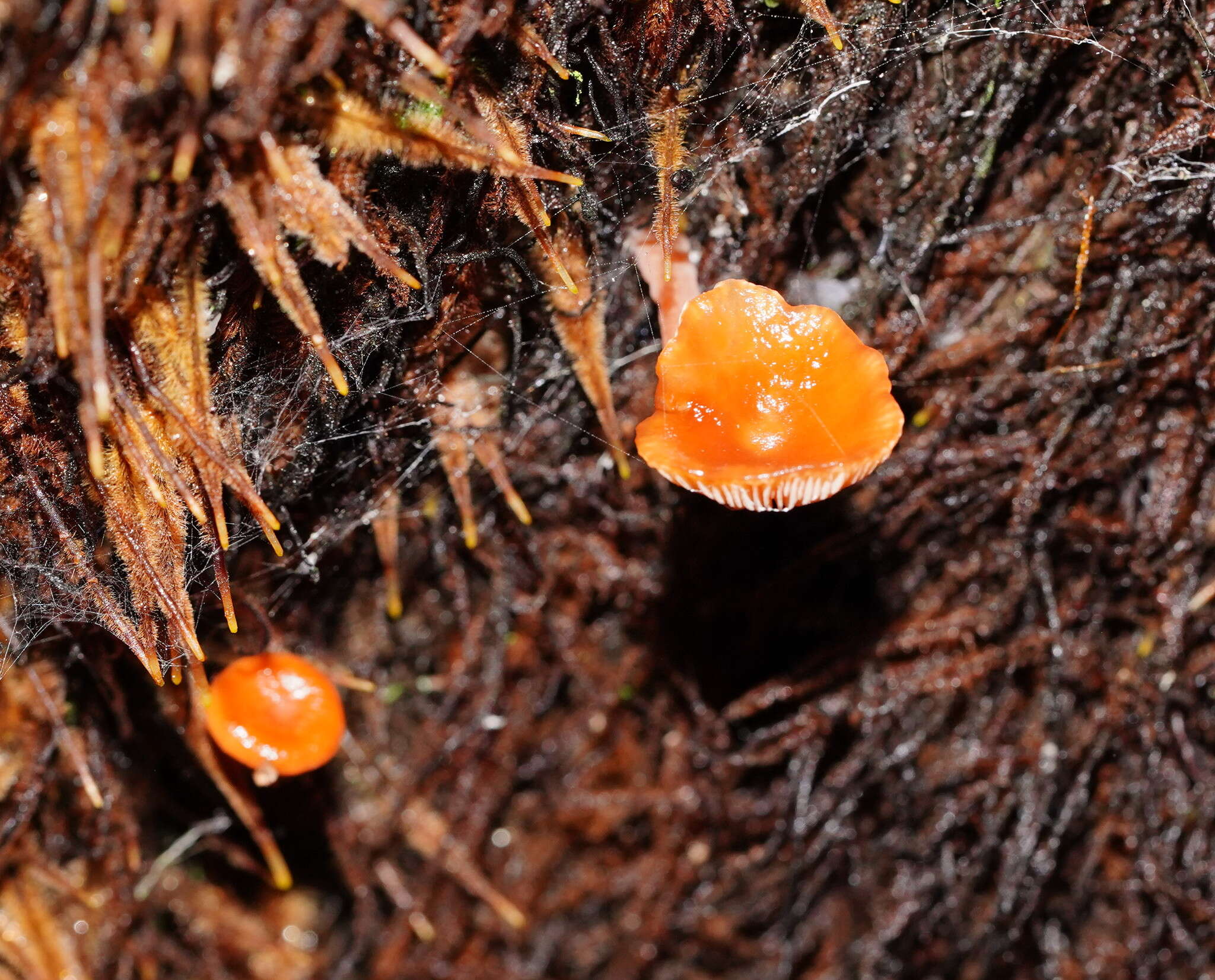 Plancia ëd Lactarius eucalypti O. K. Mill. & R. N. Hilton 1987