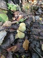 Image of Pholiota alnicola (Fr.) Singer 1951