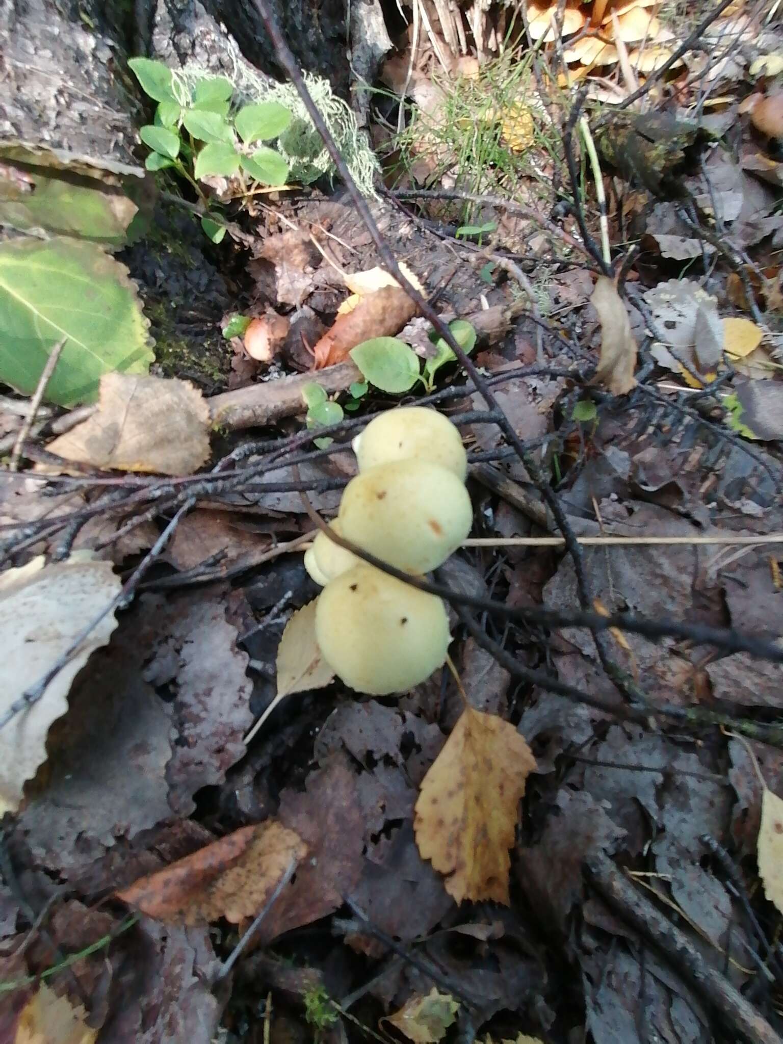 Image of Pholiota alnicola (Fr.) Singer 1951