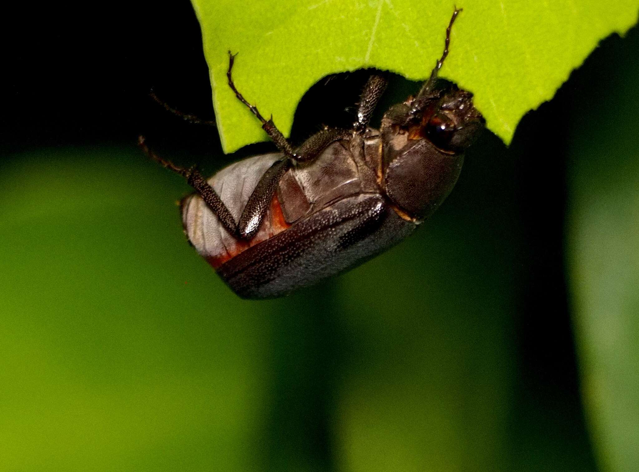 Image de Holotrichia lata Brenske 1892