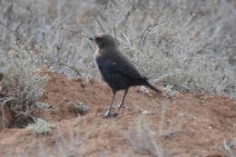 Image of Ant-eating Chat