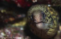 Image of Australian moray