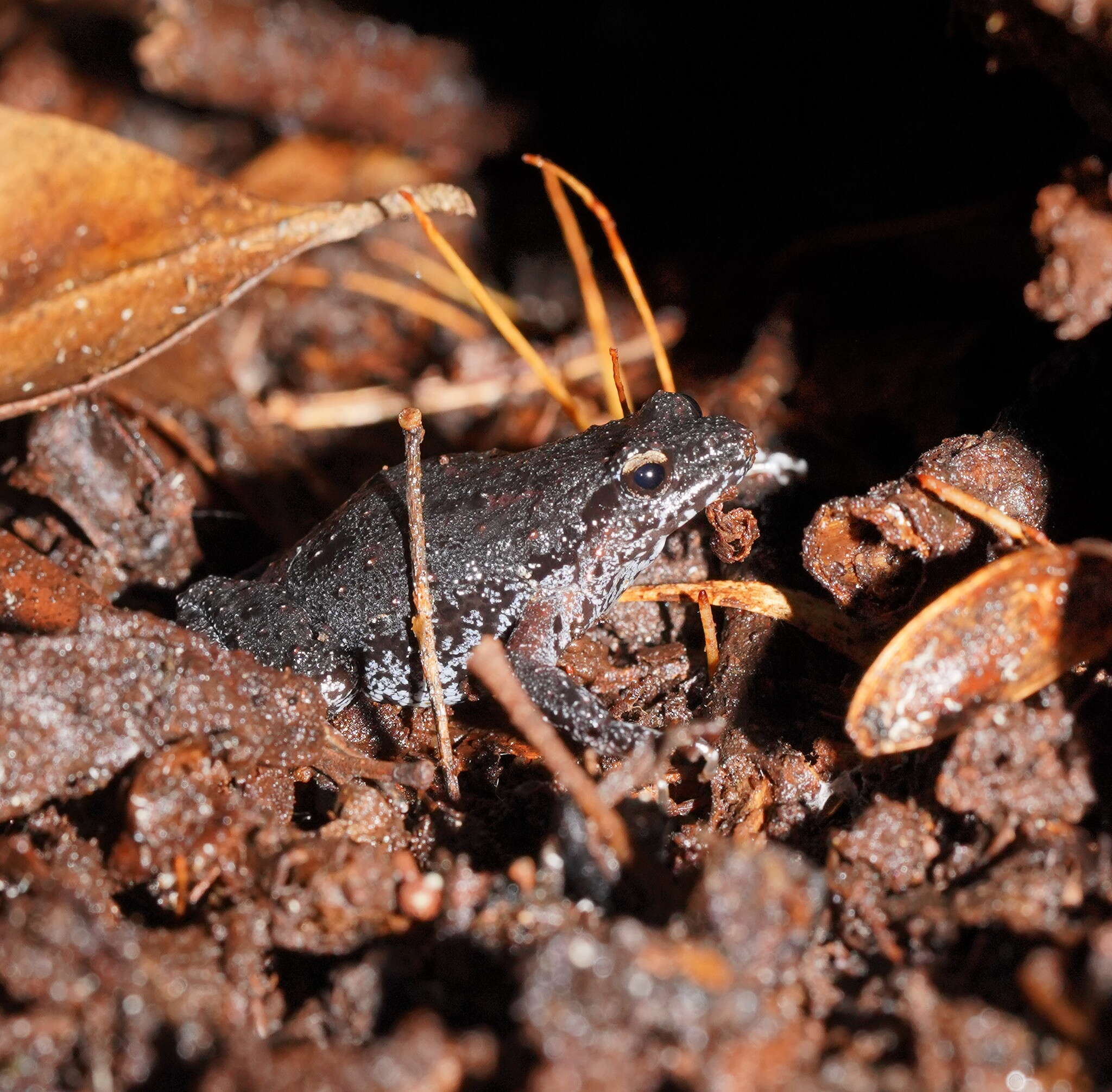 صورة Geocrinia victoriana (Boulenger 1888)