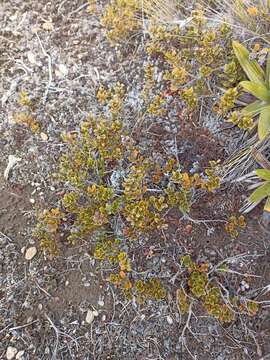 Imagem de Gaultheria colensoi Hook. fil.