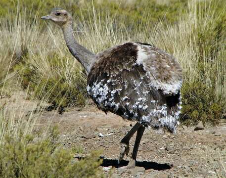 Image of Rhea pennata tarapacensis (Chubb & C 1913)