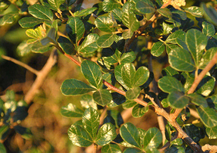 Image of Searsia incisa (L. fil.) F. A. Barkley