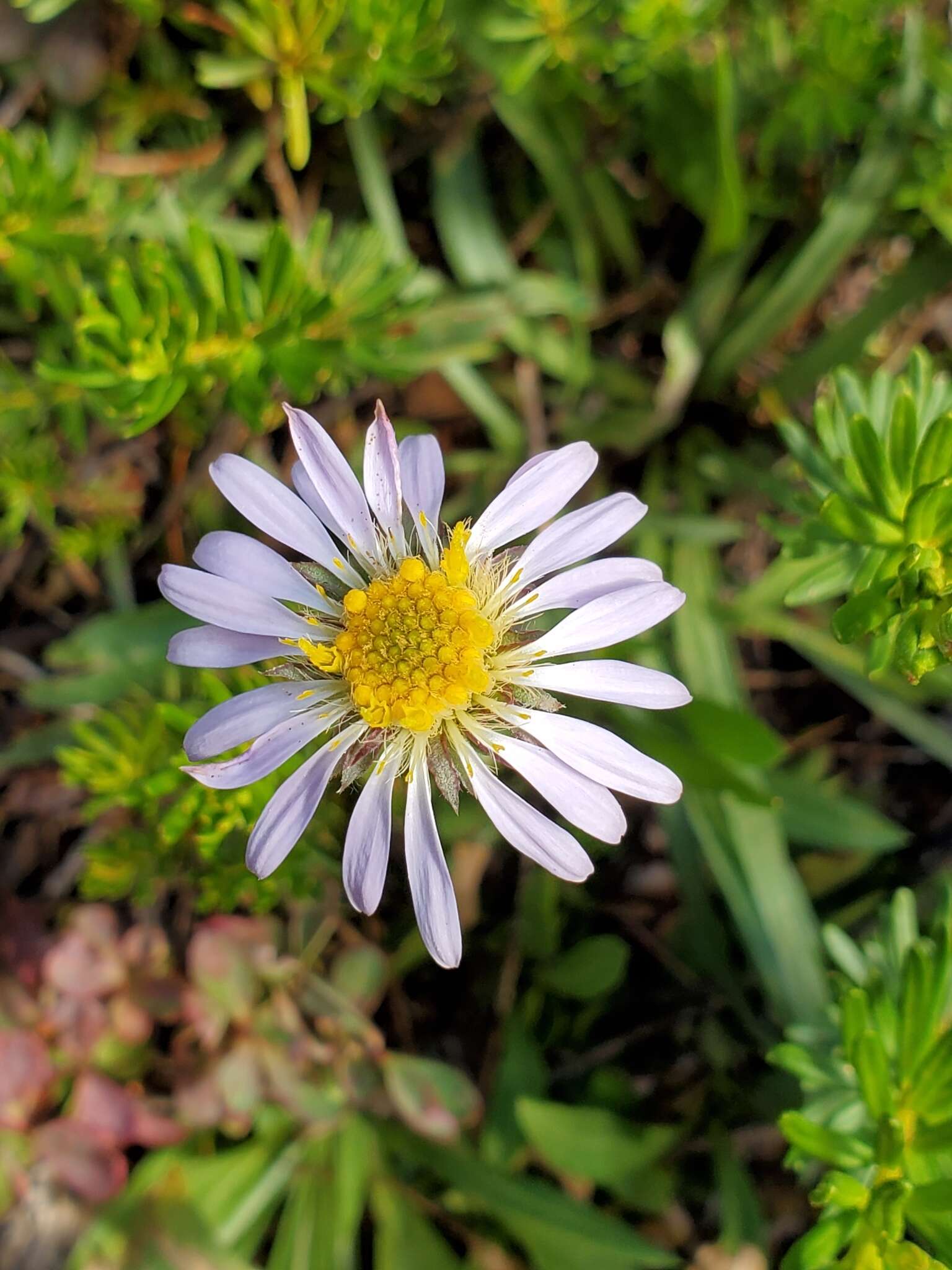 Image of tundra aster