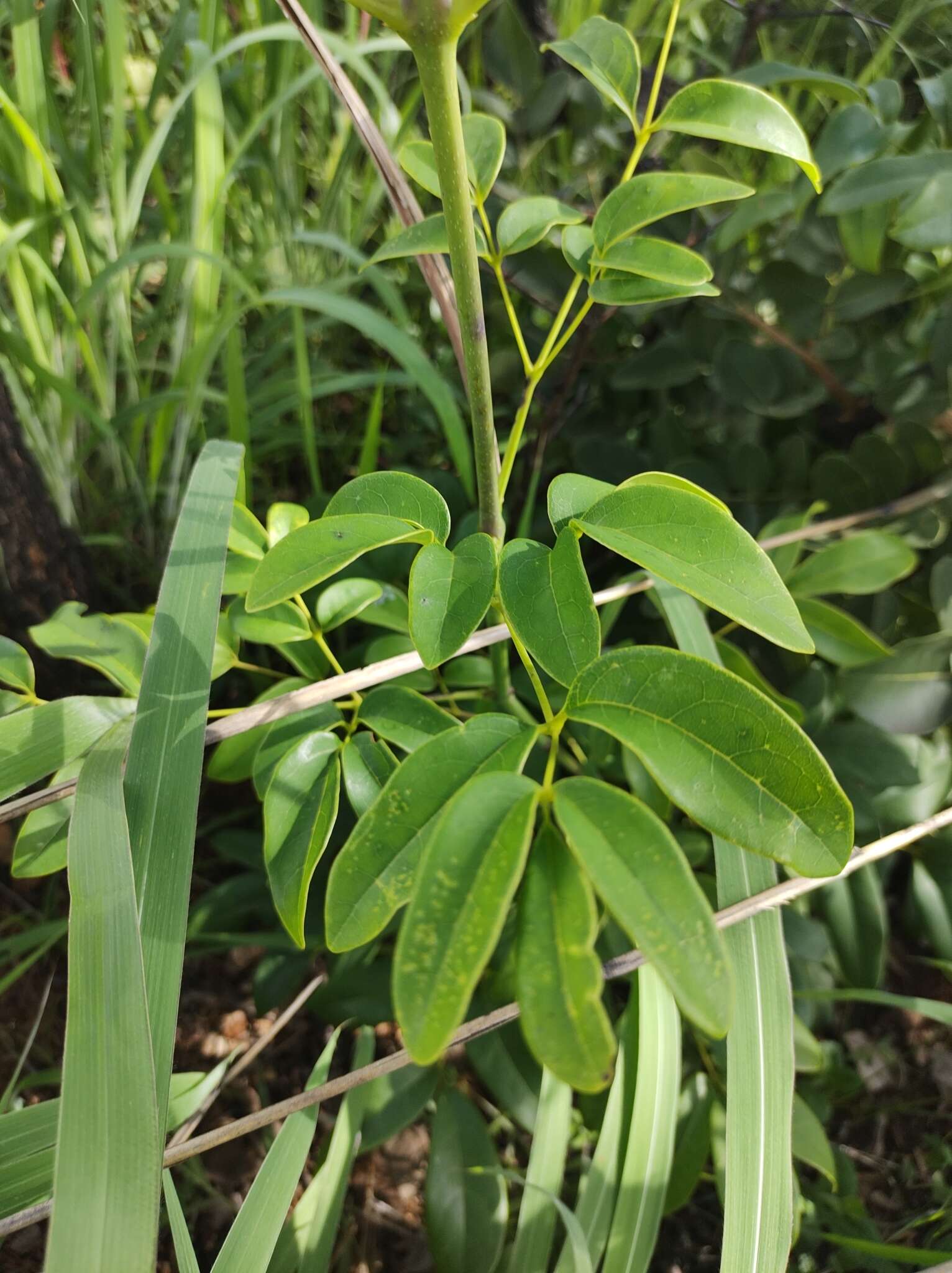 Image de Adenocalymma pedunculatum (Vell.) L. G. Lohmann