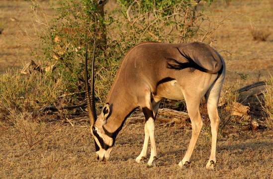 Oryx beisa beisa (Rüppell 1835)的圖片