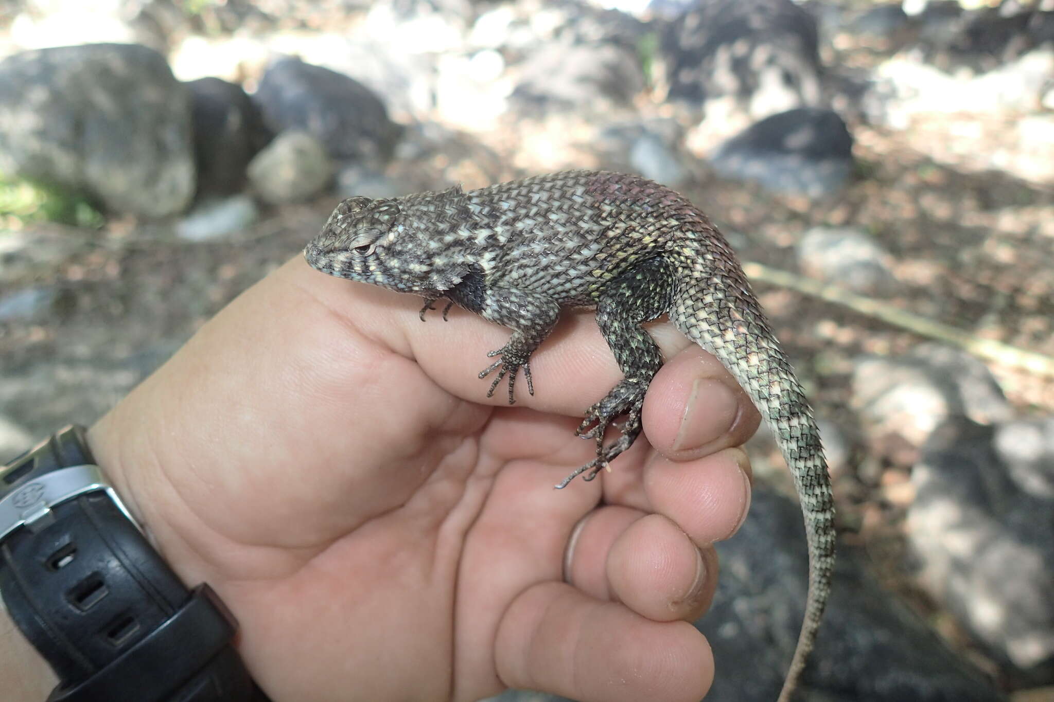 Image of Hunsaker's Spiny Lizard