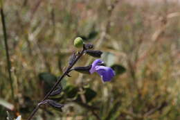 Image of Salvia ramamoorthyana Espejo