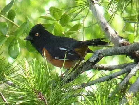 Image de Pipilo erythrophthalmus alleni Coues 1871