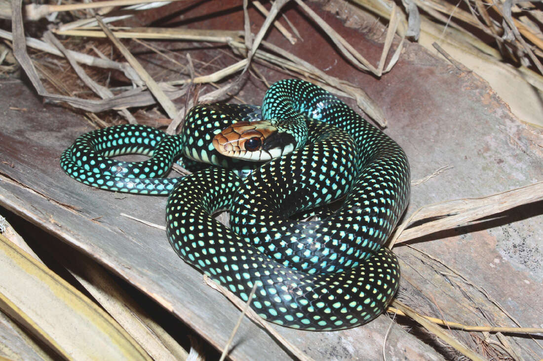 Image of Drymobius margaritiferus margaritiferus (Schlegel 1837)