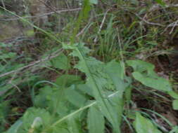 Image of Cirsium erisithales (Jacq.) Scop.