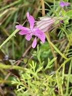 Image of nodding catchfly