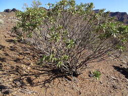 Eremophila freelingii F. Muell. resmi