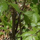 Image of Osmorhiza longistylis var. villicaulis Fernald