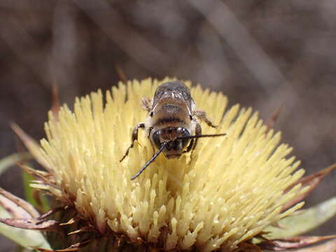 Image of Tetraloniella hohmanni (Tkalcu 1993)