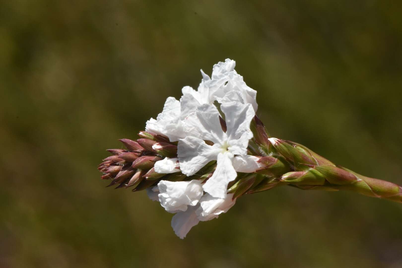 Image of Sphenotoma gracilis (R. Br.) Sweet