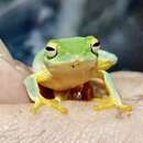 Image of Jayaram's bush frog