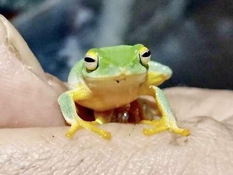 Image of Jayaram's bush frog