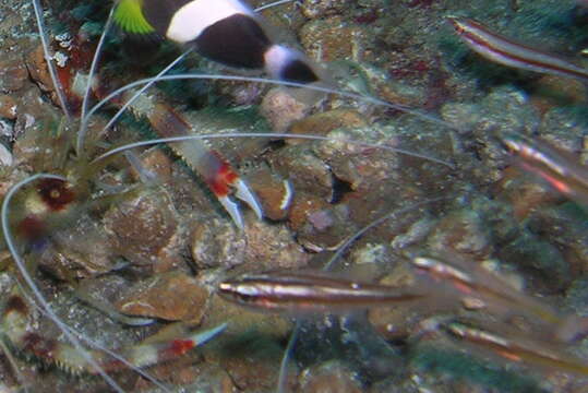 Image of Moluccan cardinalfish