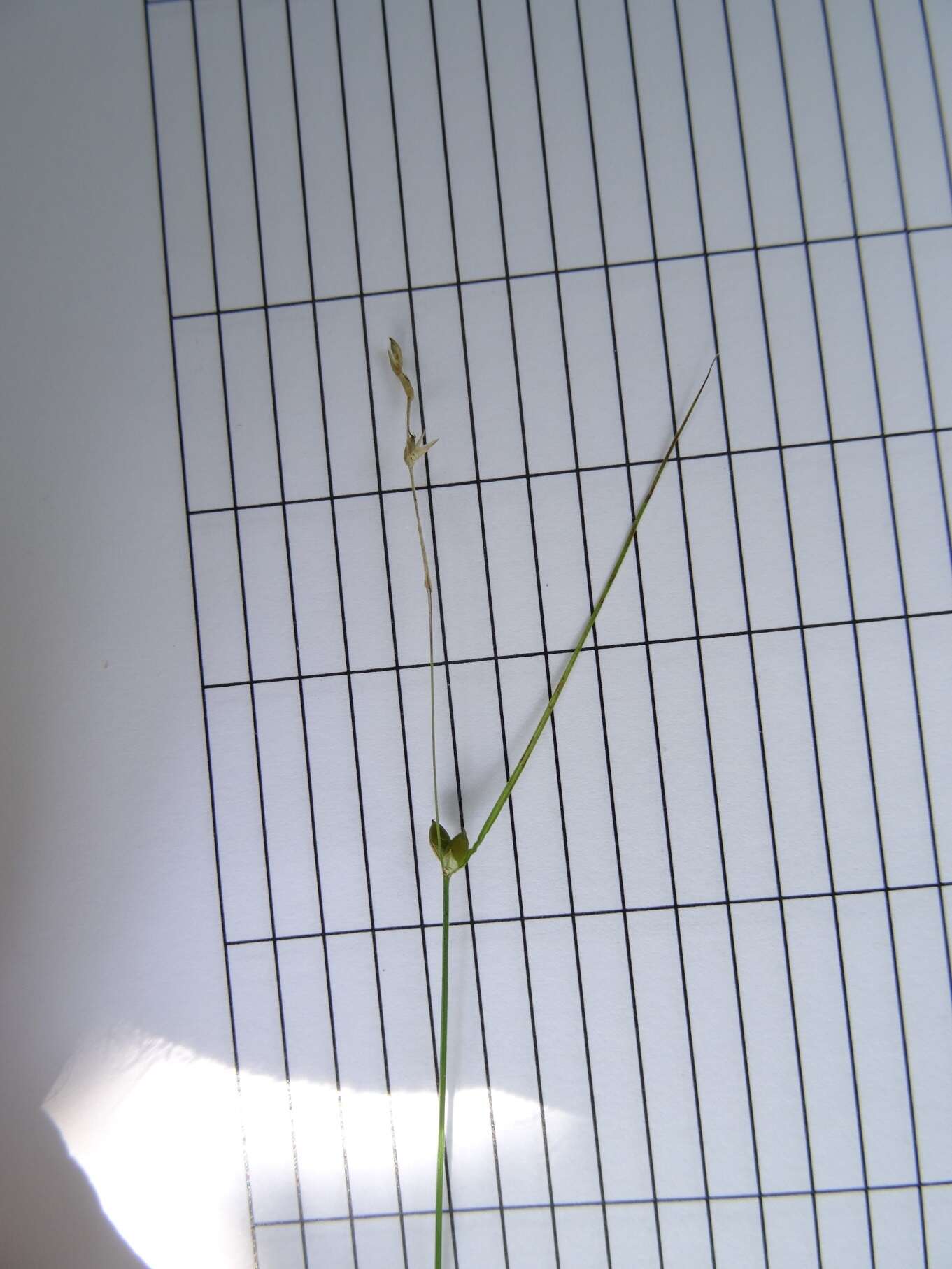 Image of softleaf sedge