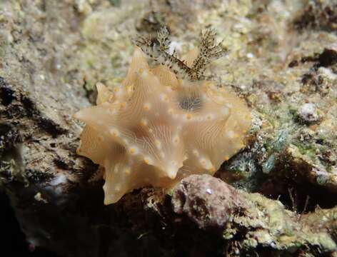 Image of Orange spot white lumpy slug