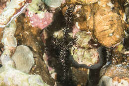 Image of Ornate ghost pipefish