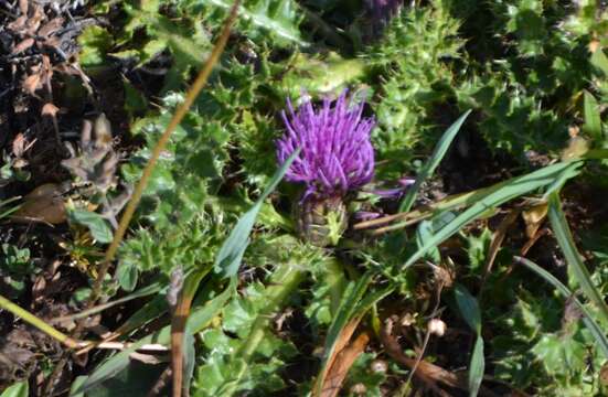 Image of dwarf thistle