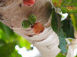 Imagem de Ficus racemosa L.