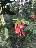 Image of Kennedia rubicunda Vent.