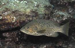 Image of Comb Grouper
