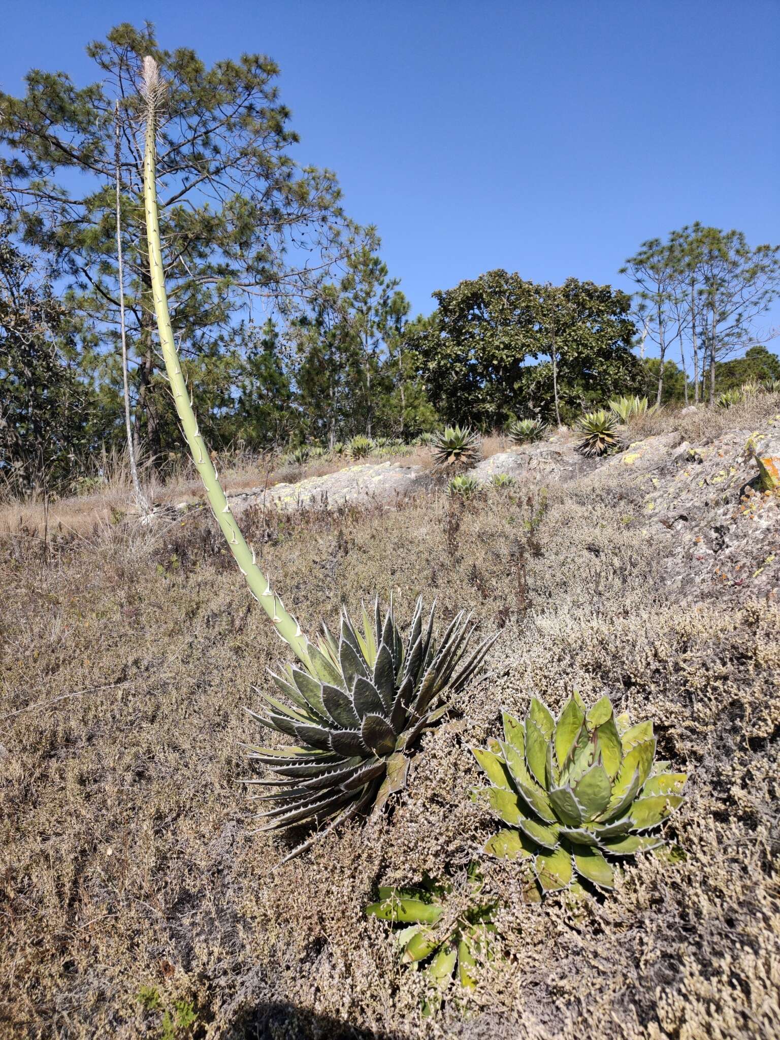 Agave horrida subsp. horrida resmi