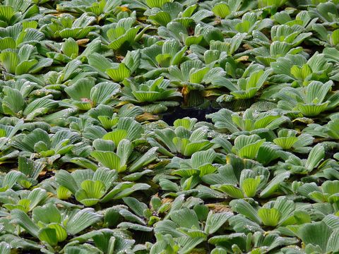 Image of water lettuce