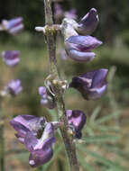 Plancia ëd Lupinus caudatus