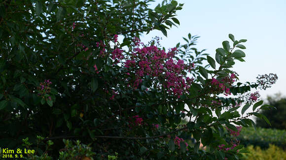 Image of Crape myrtle