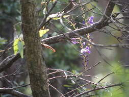 Image of Australian lilac vine