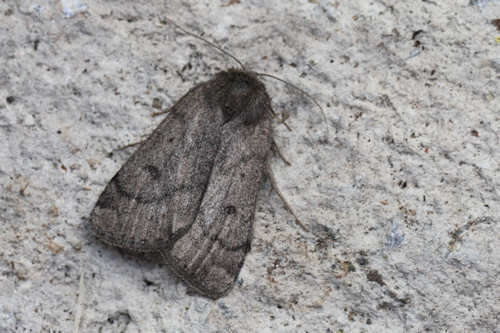 Image of Marsh moth