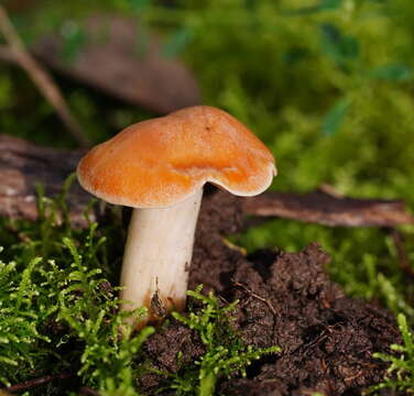 Image of Hygrocybe austropratensis A. M. Young 1999