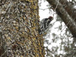 Sphyrapicus ruber daggetti Grinnell 1901的圖片