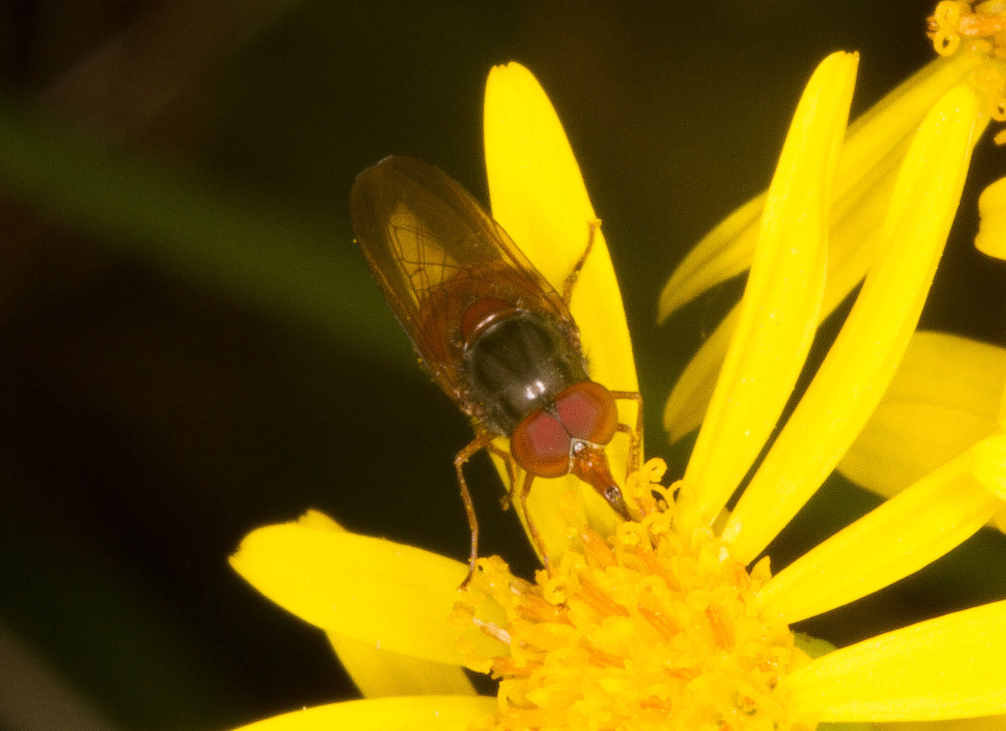 Image of Rhingia rostrata (Linnaeus 1758)