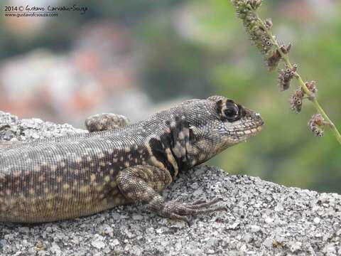 Imagem de Tropidurus torquatus (Wied-neuwied 1820)