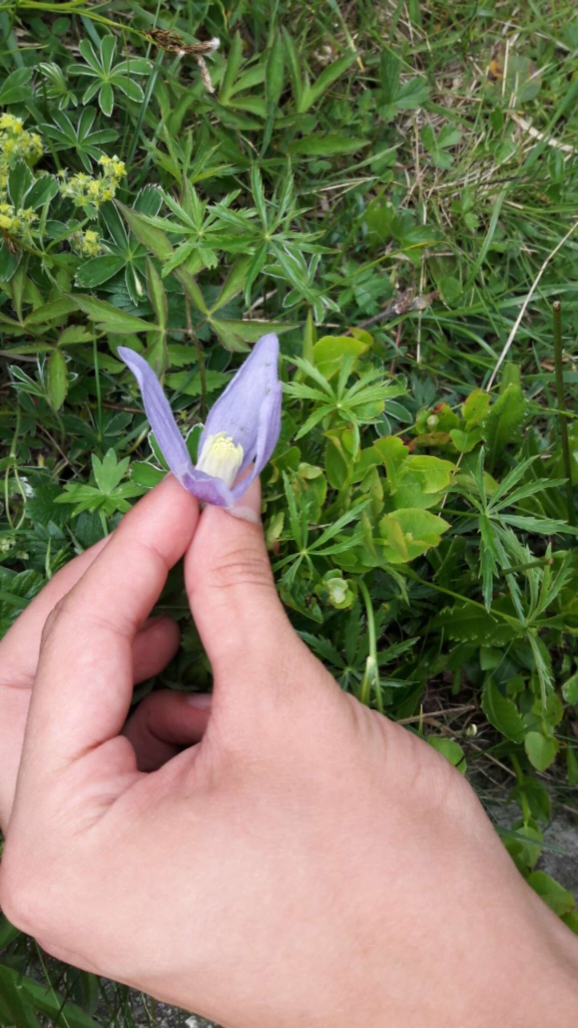 Слика од Clematis alpina (L.) Miller