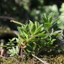 Peperomia olivacea C. DC. resmi