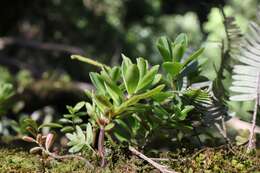 Image of Peperomia olivacea C. DC.