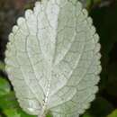 Imagem de Ourisia macrophylla subsp. macrophylla